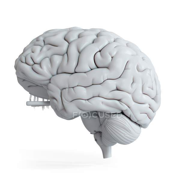 Illustration des weißen menschlichen Gehirnmodells auf schlichtem Hintergrund. — Stockfoto