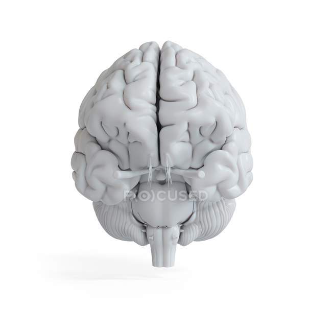 Ilustración del modelo de cerebro humano blanco sobre fondo liso . - foto de stock