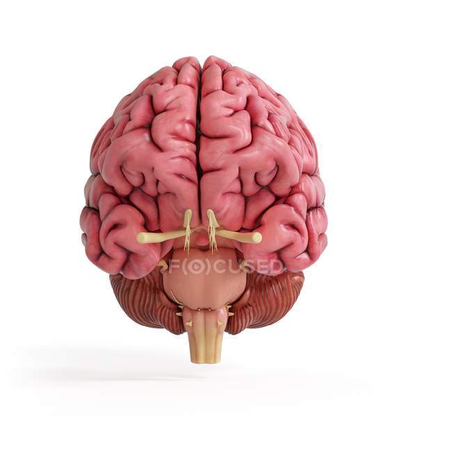 Illustration des realistischen rosa menschlichen Gehirns auf weißem Hintergrund. — Stockfoto