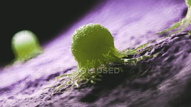 Ilustración digital coloreada de células cancerosas verdes
. - foto de stock