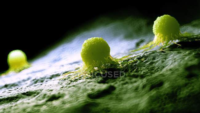 Ilustración digital coloreada de células cancerosas verdes . - foto de stock