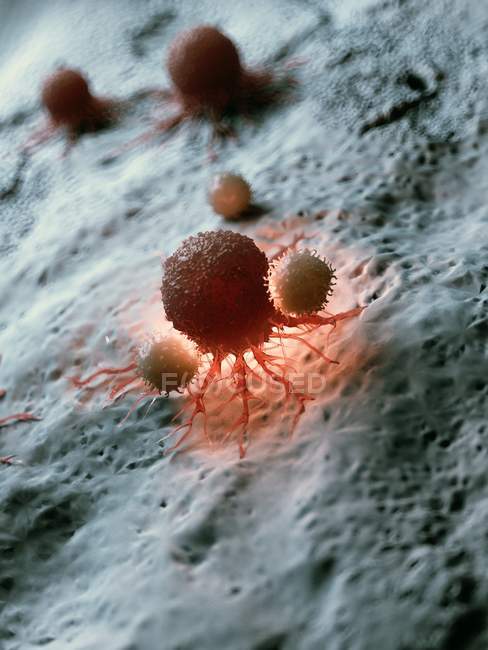 Ілюстрація ракова клітина піддається нападу білих клітин крові. — стокове фото