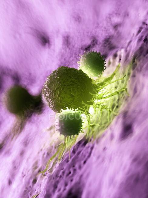 Цветная иллюстрация того, что раковые клетки атакуются белыми клетками крови
. — стоковое фото
