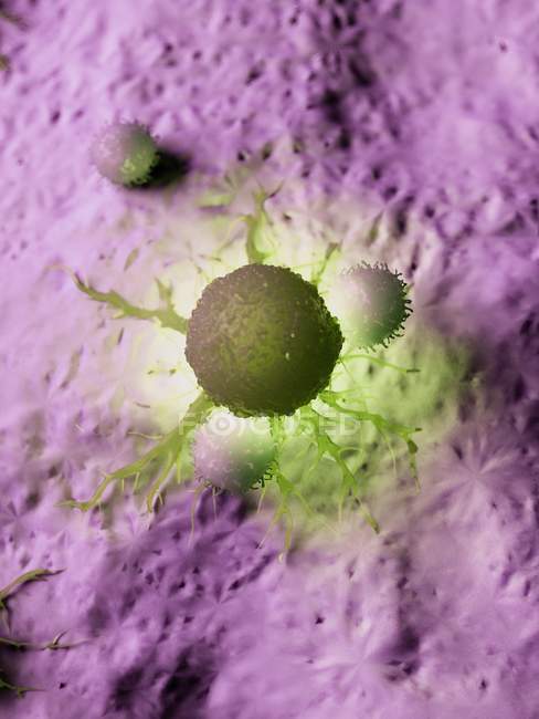 Цветная иллюстрация того, что раковые клетки атакуются белыми клетками крови
. — стоковое фото