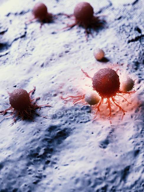 Иллюстрация того, что раковые клетки атакуются белыми клетками крови . — стоковое фото