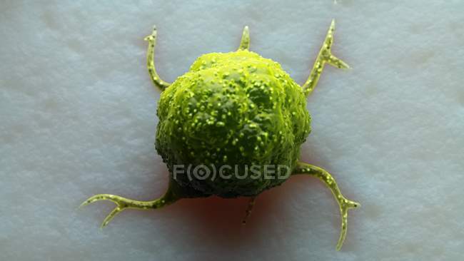 Digital artwork of green cancer cell on tissue surface. — Stock Photo