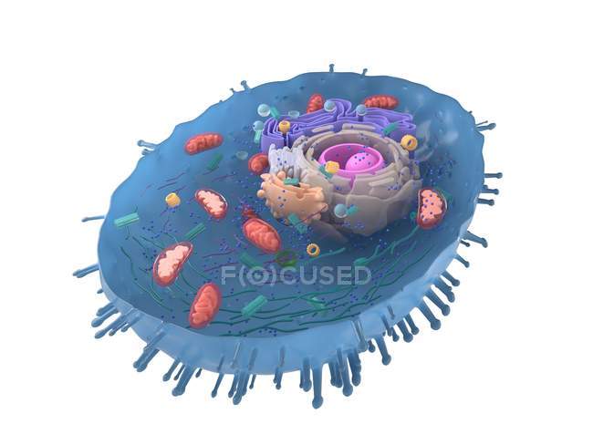 Увеличенная цифровая иллюстрация поперечного сечения клеток человека
. — стоковое фото