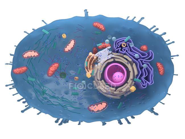Illustration numérique agrandie de la coupe transversale des cellules humaines
. — Photo de stock