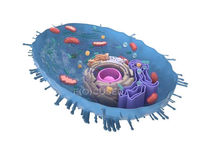 Ilustração digital ampliada da secção transversal de células humanas . — Fotografia de Stock
