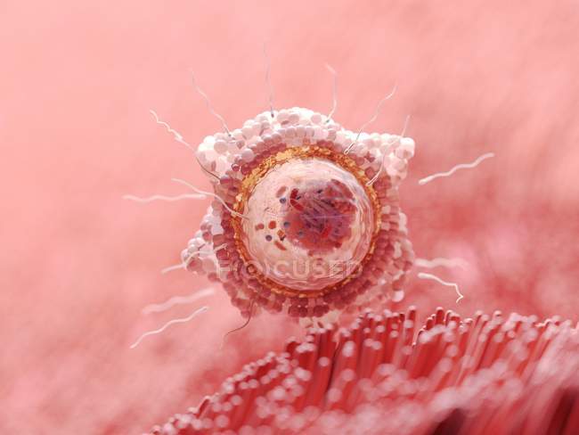 Magnified digital illustration of fertilisation of egg cell. — Stock Photo