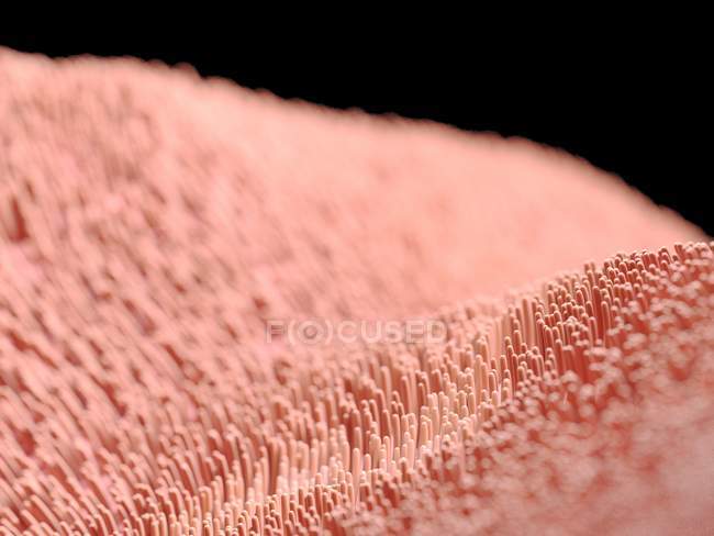 Ilustração digital de células de cílios humanos . — Fotografia de Stock