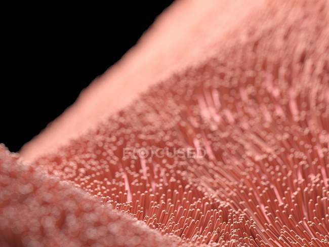 Illustrazione digitale di cellule di ciglia umana . — Foto stock