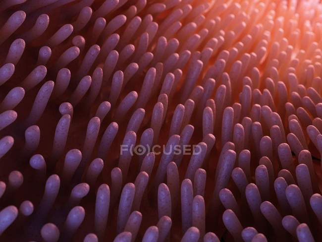 Медицинская иллюстрация кишечных ворсинок в кишечнике человека . — стоковое фото