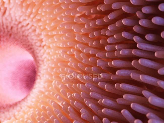 Медицинские работы, показывающие кишечные ворсинки в кишечнике . — стоковое фото