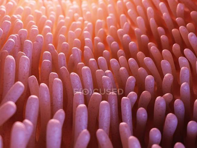 Illustrazione medica dei villi intestinali nell'intestino umano . — Foto stock