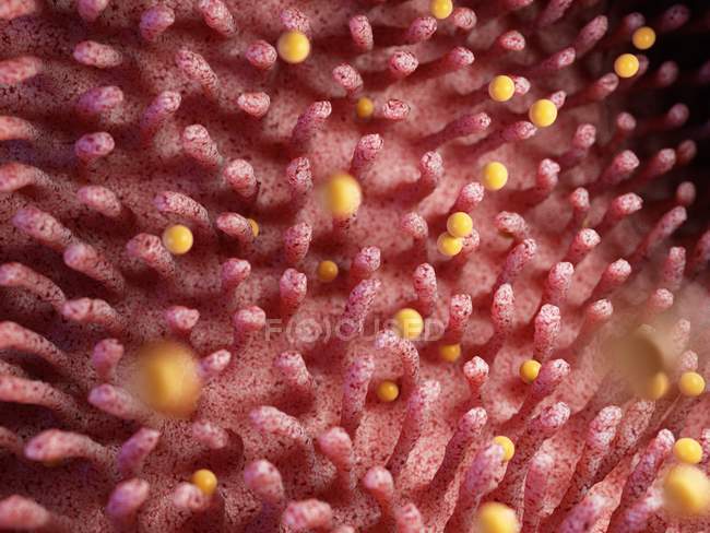 Иллюстрация частиц глютена, повреждающих кишечные ворсинки . — стоковое фото
