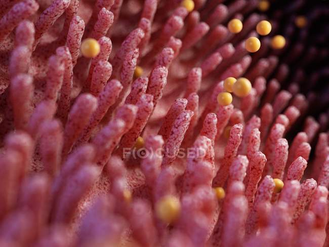 Иллюстрация частиц глютена, повреждающих кишечные ворсинки . — стоковое фото
