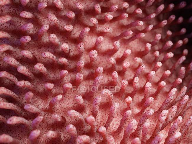 Медицинская иллюстрация воспалённых кишечных ворсинок . — стоковое фото