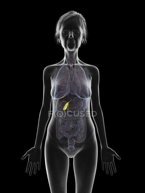 Ilustración de la silueta de la mujer mayor que muestra la vesícula biliar sobre fondo negro . - foto de stock