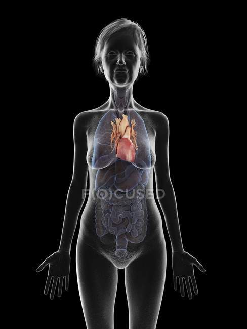 Ілюстрація старший жінка силует показ серце на чорному фоні. — стокове фото