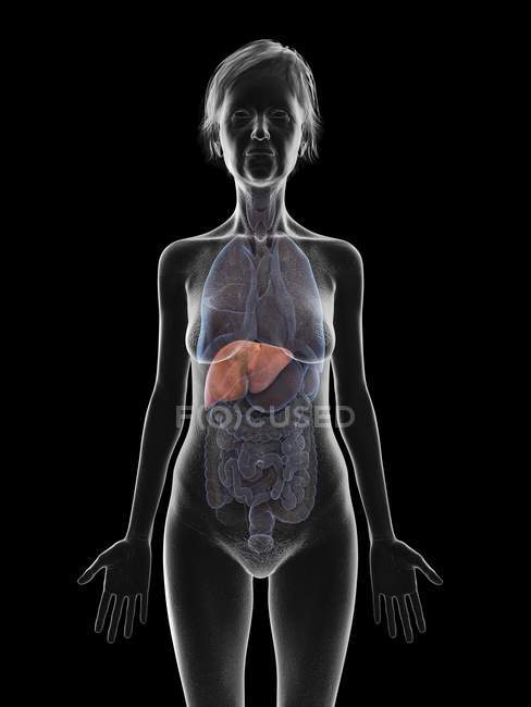 Ilustração de silhueta de mulher sênior mostrando fígado em fundo preto
. — Fotografia de Stock