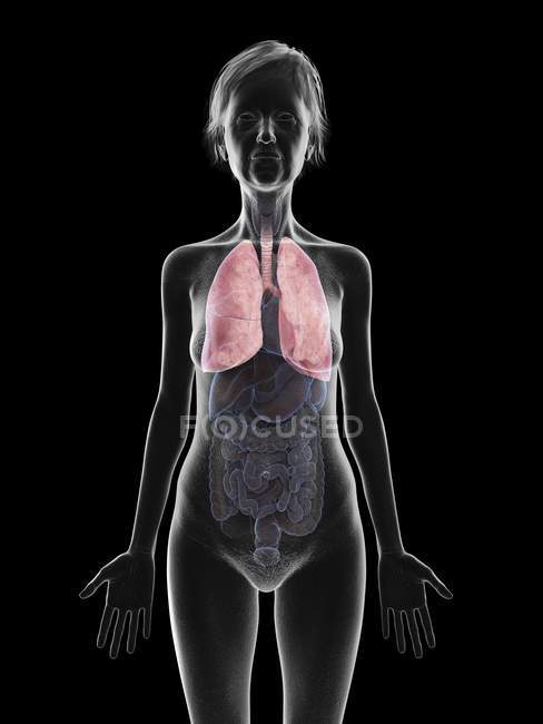 Ilustración de silueta de mujer mayor mostrando pulmones sobre fondo negro
. - foto de stock