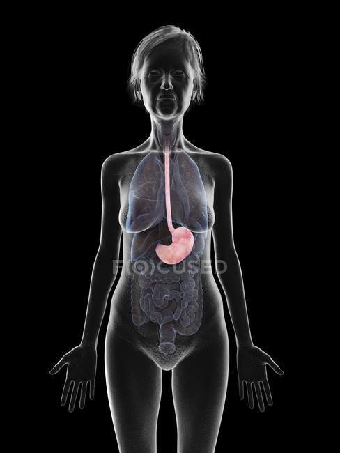 Silueta gris de la mujer mayor con el estómago resaltado, ilustración médica . - foto de stock