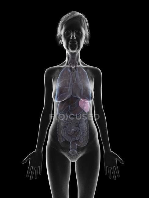Silhueta feminina sênior cinza mostrando baço no corpo, ilustração . — Fotografia de Stock