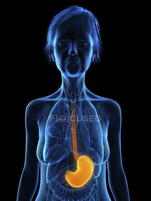 Синий силуэт пожилой женщины с выделенным желудком, медицинская иллюстрация . — стоковое фото