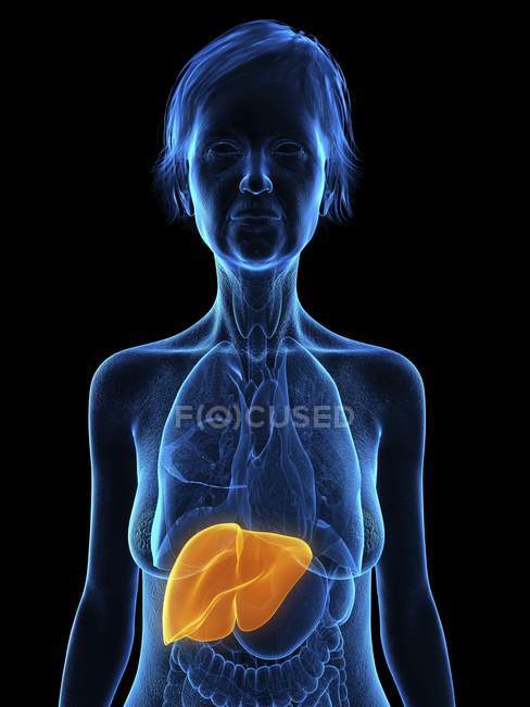 Illustration of senior woman silhouette with colored liver on black background. — Stock Photo