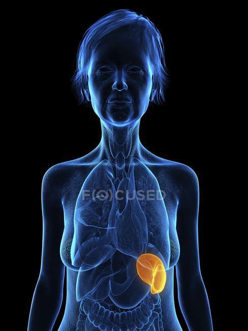 Blue senior female silhouette showing spleen in body, illustration. — Stock Photo