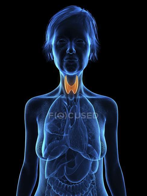 Blue silhouette of senior woman silhouette with highlighted thyroid gland, illustration. — Stock Photo