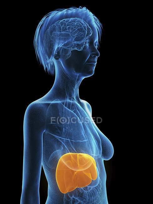 Illustration of senior woman blue silhouette with highlighted liver on black background. — Stock Photo