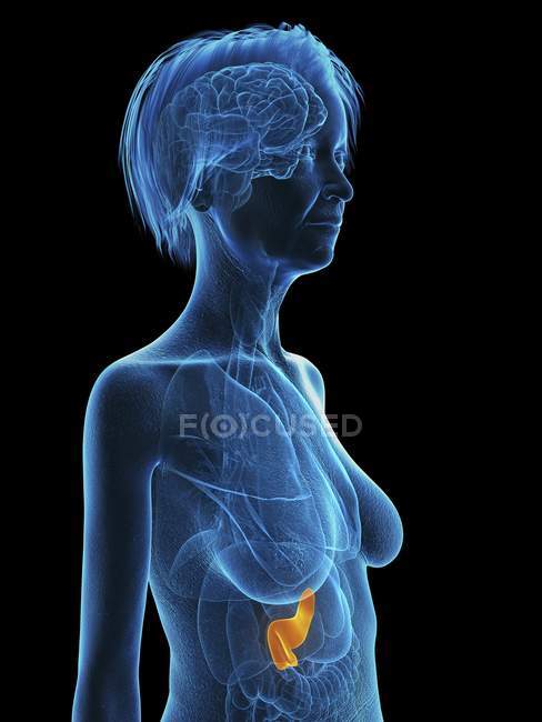 Silueta azul de la mujer mayor que muestra el páncreas en el cuerpo, ilustración . - foto de stock