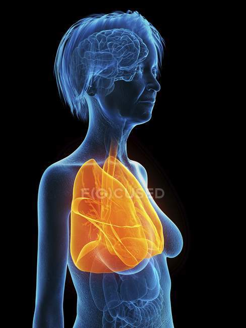Illustration of senior woman blue silhouette with highlighted lungs on black background. — Stock Photo