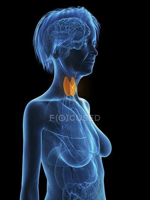 Silhouette bleue de la silhouette de la femme âgée avec la glande thyroïde surlignée, illustration . — Photo de stock