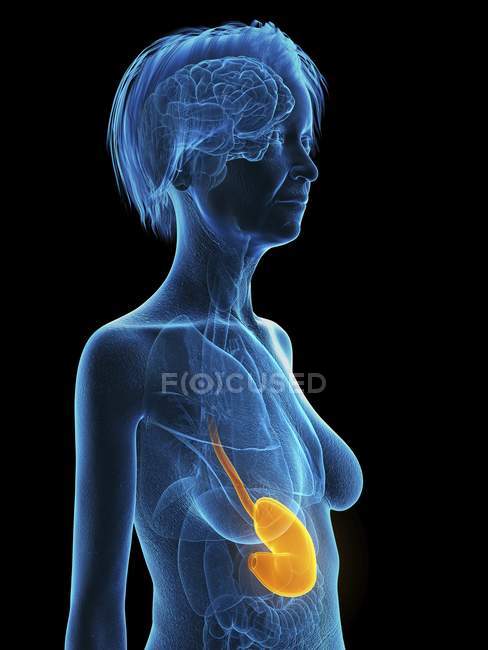 Silhueta azul de mulher idosa com estômago destacado, ilustração médica . — Fotografia de Stock