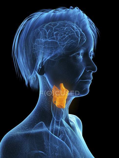 Illustration de la silhouette bleue femme âgée avec larynx surligné sur fond noir . — Photo de stock