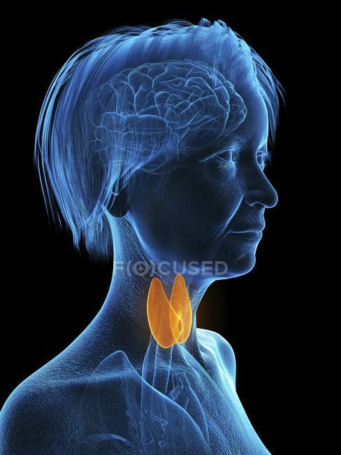 Silhouette bleue de la silhouette de la femme âgée avec la glande thyroïde surlignée, illustration . — Photo de stock