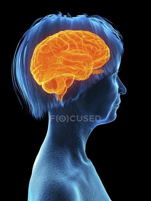 Медицинская иллюстрация силуэта пожилой женщины с выделенным мозгом на черном фоне . — стоковое фото