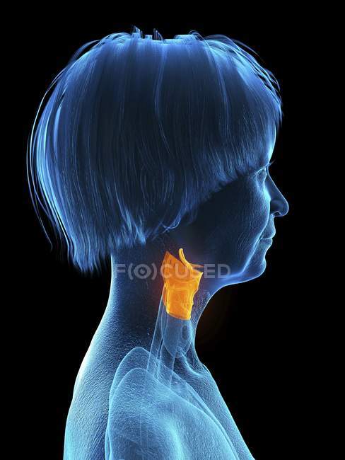 Illustration of senior woman blue silhouette with highlighted larynx on black background. — Stock Photo