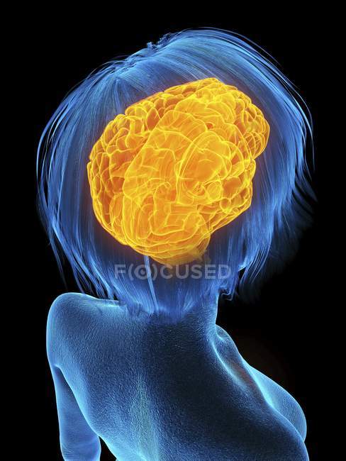 Ilustración médica de la silueta de la mujer mayor con el cerebro resaltado sobre fondo negro . - foto de stock