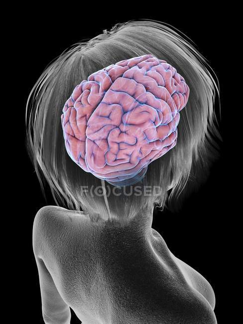 Ilustración médica de la silueta de la mujer mayor con el cerebro resaltado sobre fondo negro
. - foto de stock