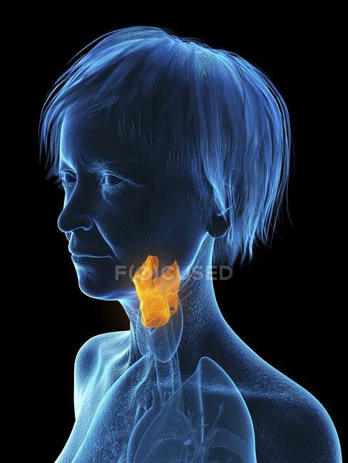 Illustration de la silhouette bleue femme âgée avec larynx surligné sur fond noir . — Photo de stock