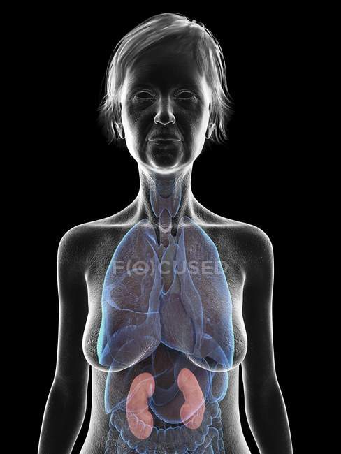 Ilustração de silhueta de mulher sênior mostrando rins em fundo preto . — Fotografia de Stock