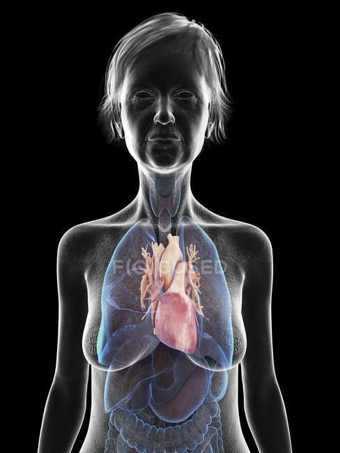 Ilustração da silhueta da mulher sênior mostrando o coração no fundo preto
. — Fotografia de Stock