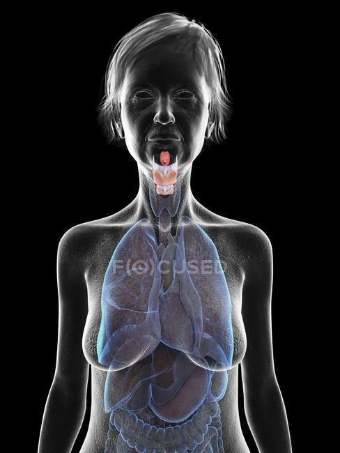 Illustration de la silhouette d'une femme âgée montrant le larynx sur fond noir . — Photo de stock