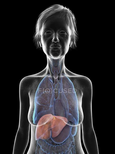 Ilustración de silueta de mujer mayor mostrando hígado sobre fondo negro . - foto de stock