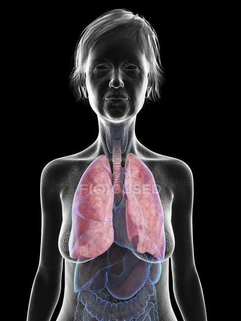 Ilustração de silhueta de mulher sênior mostrando pulmões em fundo preto
. — Fotografia de Stock