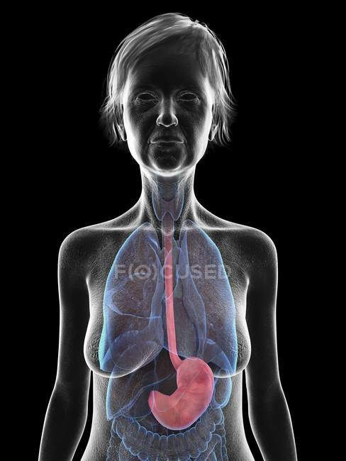 Silueta gris de la mujer mayor con el estómago resaltado, ilustración médica . - foto de stock